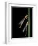 Platycnemis Pennipes (White-Legged Damselfly)-Paul Starosta-Framed Photographic Print