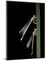 Platycnemis Pennipes (White-Legged Damselfly)-Paul Starosta-Mounted Photographic Print