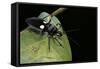 Platymeris Biguttatus (Assassin Bug)-Paul Starosta-Framed Stretched Canvas