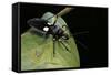 Platymeris Biguttatus (Assassin Bug)-Paul Starosta-Framed Stretched Canvas