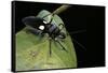Platymeris Biguttatus (Assassin Bug)-Paul Starosta-Framed Stretched Canvas