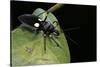 Platymeris Biguttatus (Assassin Bug)-Paul Starosta-Stretched Canvas