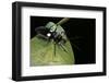 Platymeris Biguttatus (Assassin Bug)-Paul Starosta-Framed Premium Photographic Print