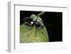 Platymeris Biguttatus (Assassin Bug)-Paul Starosta-Framed Premium Photographic Print