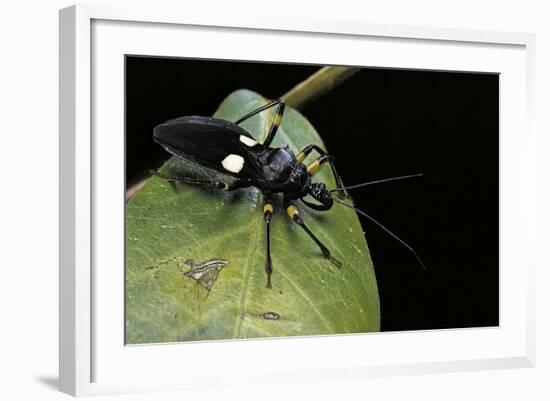 Platymeris Biguttatus (Assassin Bug)-Paul Starosta-Framed Photographic Print