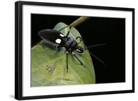 Platymeris Biguttatus (Assassin Bug)-Paul Starosta-Framed Photographic Print