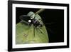 Platymeris Biguttatus (Assassin Bug)-Paul Starosta-Framed Photographic Print