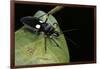 Platymeris Biguttatus (Assassin Bug)-Paul Starosta-Framed Photographic Print