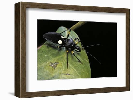 Platymeris Biguttatus (Assassin Bug)-Paul Starosta-Framed Photographic Print