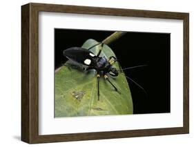 Platymeris Biguttatus (Assassin Bug)-Paul Starosta-Framed Photographic Print