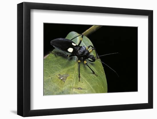 Platymeris Biguttatus (Assassin Bug)-Paul Starosta-Framed Photographic Print