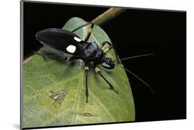 Platymeris Biguttatus (Assassin Bug)-Paul Starosta-Mounted Photographic Print