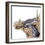 Platypittamys-null-Framed Photographic Print