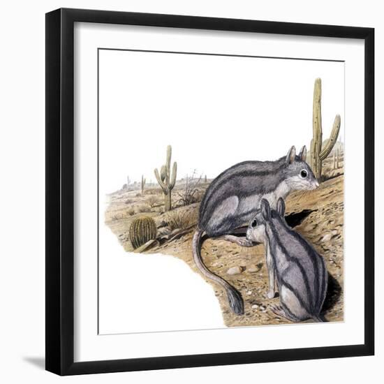 Platypittamys-null-Framed Photographic Print