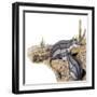 Platypittamys-null-Framed Photographic Print