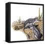 Platypittamys-null-Framed Stretched Canvas