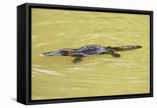 Platypus Adult Swimming in a River Collecting Food-null-Framed Stretched Canvas