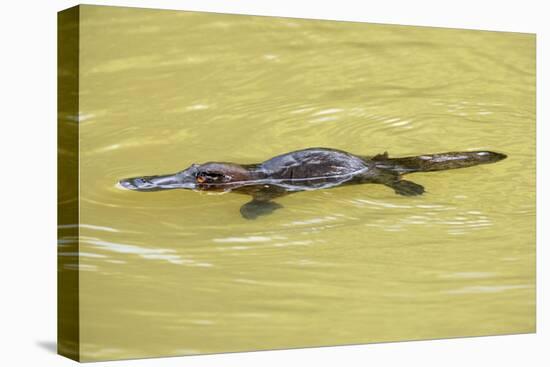 Platypus Adult Swimming in a River Collecting Food-null-Stretched Canvas