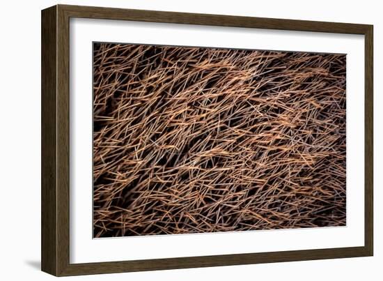 Platypus male, close up of mid portion of tail, Australia-Doug Gimesy-Framed Photographic Print