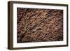 Platypus male, close up of mid portion of tail, Australia-Doug Gimesy-Framed Photographic Print