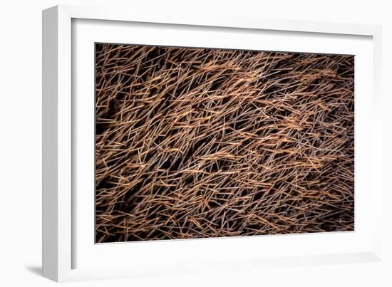 Platypus male, close up of mid portion of tail, Australia-Doug Gimesy-Framed Photographic Print