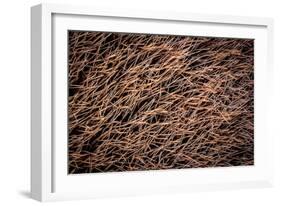 Platypus male, close up of mid portion of tail, Australia-Doug Gimesy-Framed Photographic Print