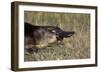 Platypus (Ornithorhynchus Anatinus) Tasmania-Dave Watts-Framed Photographic Print