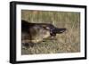 Platypus (Ornithorhynchus Anatinus) Tasmania-Dave Watts-Framed Photographic Print