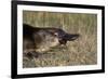 Platypus (Ornithorhynchus Anatinus) Tasmania-Dave Watts-Framed Photographic Print