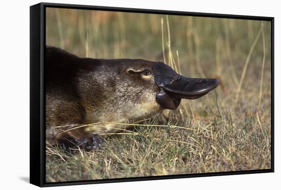Platypus (Ornithorhynchus Anatinus) Tasmania-Dave Watts-Framed Stretched Canvas