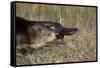 Platypus (Ornithorhynchus Anatinus) Tasmania-Dave Watts-Framed Stretched Canvas