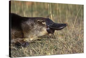 Platypus (Ornithorhynchus Anatinus) Tasmania-Dave Watts-Stretched Canvas