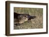 Platypus (Ornithorhynchus Anatinus) Tasmania-Dave Watts-Framed Photographic Print