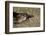 Platypus (Ornithorhynchus Anatinus) Tasmania-Dave Watts-Framed Photographic Print