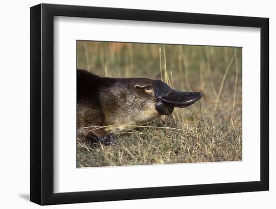 Platypus (Ornithorhynchus Anatinus) Tasmania-Dave Watts-Framed Photographic Print