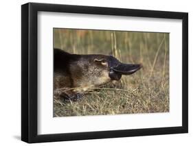 Platypus (Ornithorhynchus Anatinus) Tasmania-Dave Watts-Framed Photographic Print