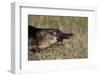 Platypus (Ornithorhynchus Anatinus) Tasmania-Dave Watts-Framed Photographic Print