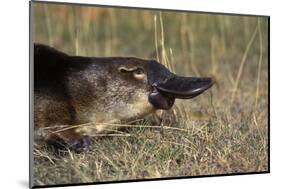 Platypus (Ornithorhynchus Anatinus) Tasmania-Dave Watts-Mounted Photographic Print