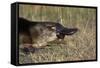 Platypus (Ornithorhynchus Anatinus) Tasmania-Dave Watts-Framed Stretched Canvas