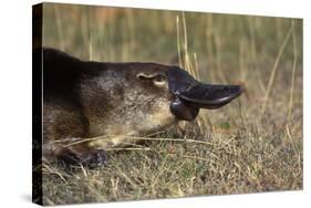 Platypus (Ornithorhynchus Anatinus) Tasmania-Dave Watts-Stretched Canvas