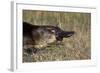 Platypus (Ornithorhynchus Anatinus) Tasmania-Dave Watts-Framed Photographic Print