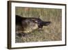 Platypus (Ornithorhynchus Anatinus) Tasmania-Dave Watts-Framed Photographic Print