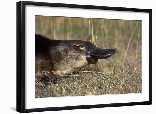 Platypus (Ornithorhynchus Anatinus) Tasmania-Dave Watts-Framed Photographic Print