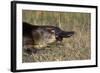 Platypus (Ornithorhynchus Anatinus) Tasmania-Dave Watts-Framed Photographic Print