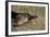 Platypus (Ornithorhynchus Anatinus) Tasmania-Dave Watts-Framed Photographic Print