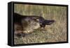 Platypus (Ornithorhynchus Anatinus) Tasmania-Dave Watts-Framed Stretched Canvas