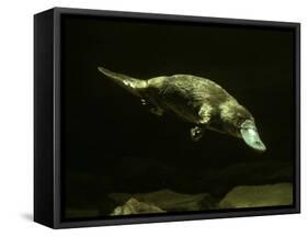 Platypus Underwater-null-Framed Stretched Canvas