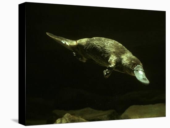 Platypus Underwater-null-Stretched Canvas