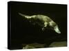 Platypus Underwater-null-Stretched Canvas