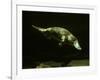 Platypus Underwater-null-Framed Photographic Print